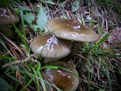 Salva009's profile picture. 