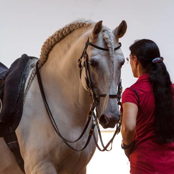 AnjaBeranHorses's profile picture. Pferde & Reiter gemäss der klassischen Reitkunst auszubilden, ist unsere Passion. Training horses & riders according to classical equitation is our passion.