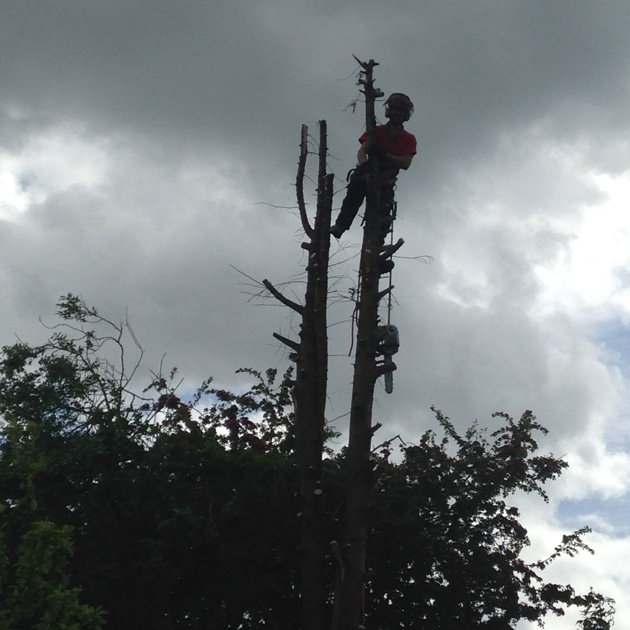 Tree surgery company in West Kent and East Sussex.
Fully insured and qualified.
Email huntonarborists@gmail.com or call 01892440069 or 01622260169.