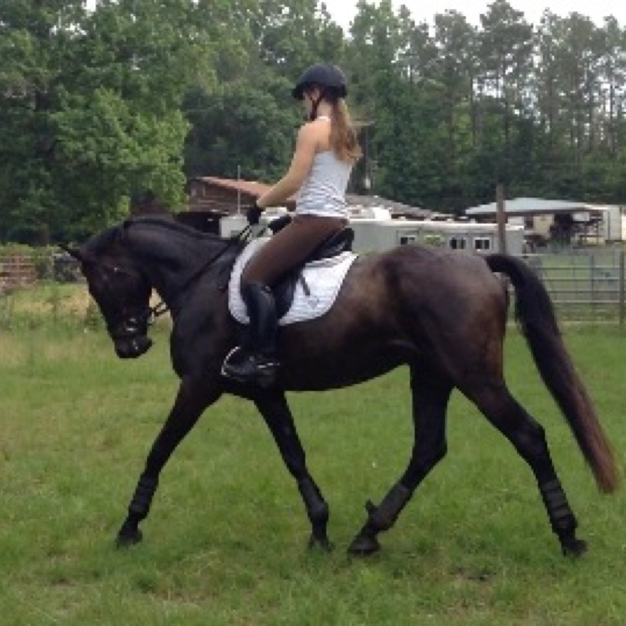 Equestrian: crazy people who laugh after being launched by 1200lb animals