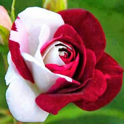 My Beautiful Rose Lacreciah1 Twitter My Beautiful Rose
