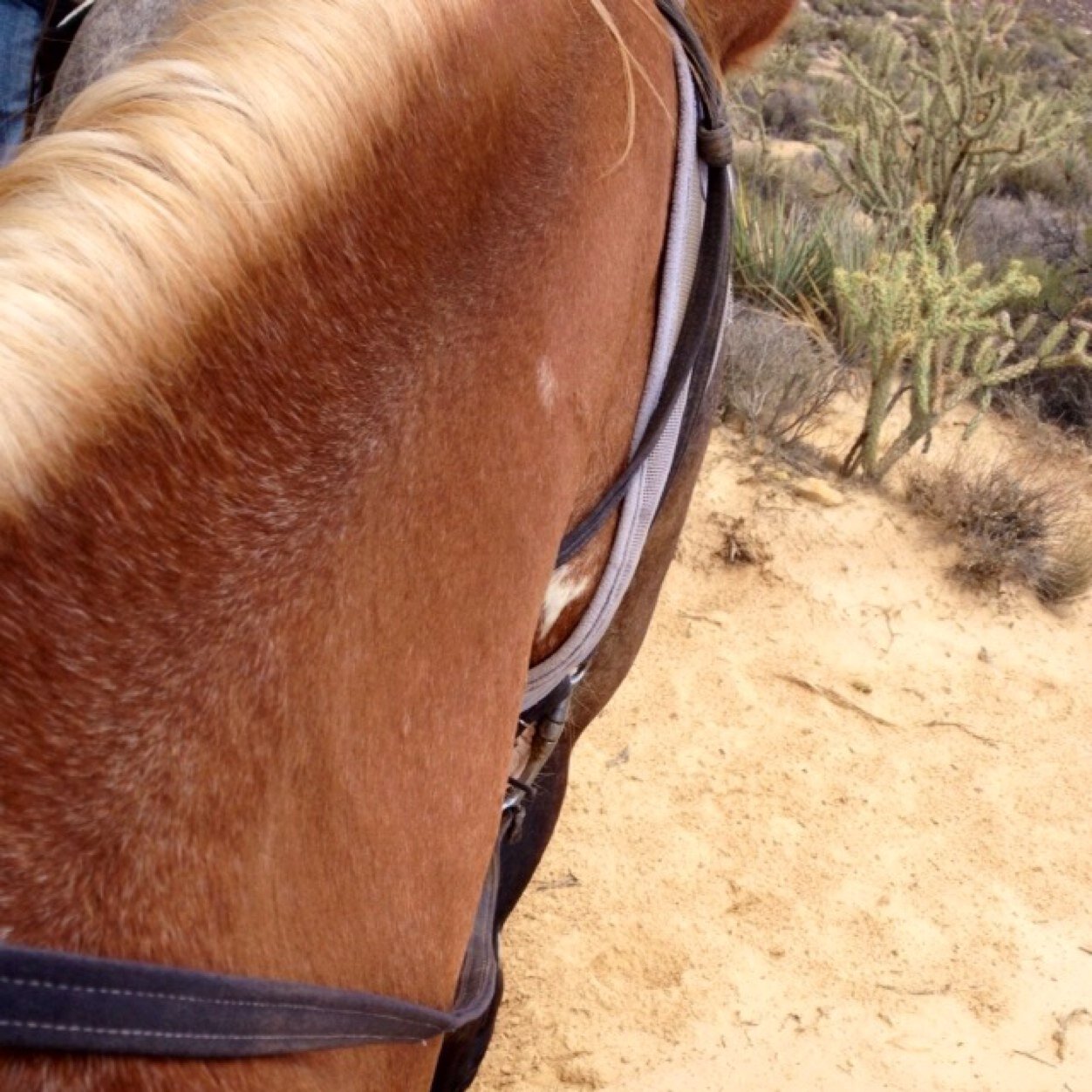 Weatern barrel racer. Cant wait to get to the pros! My inspiration is Sherry Cervi!