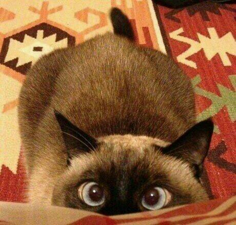 pippis1623's profile picture. I bring you #funnycatpics #cats #rudejokes #18+ and lots of #randomshit   #flowers #xbox #Destiny #420 #gravesdisease #fibromyalgia