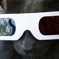 Hourly Kitten (@hourlykitten) 's Twitter Profile