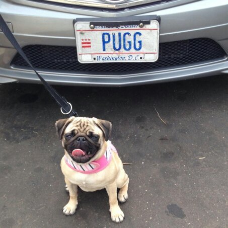 never behaved a day in my life. Instagram: @roxannathepug
