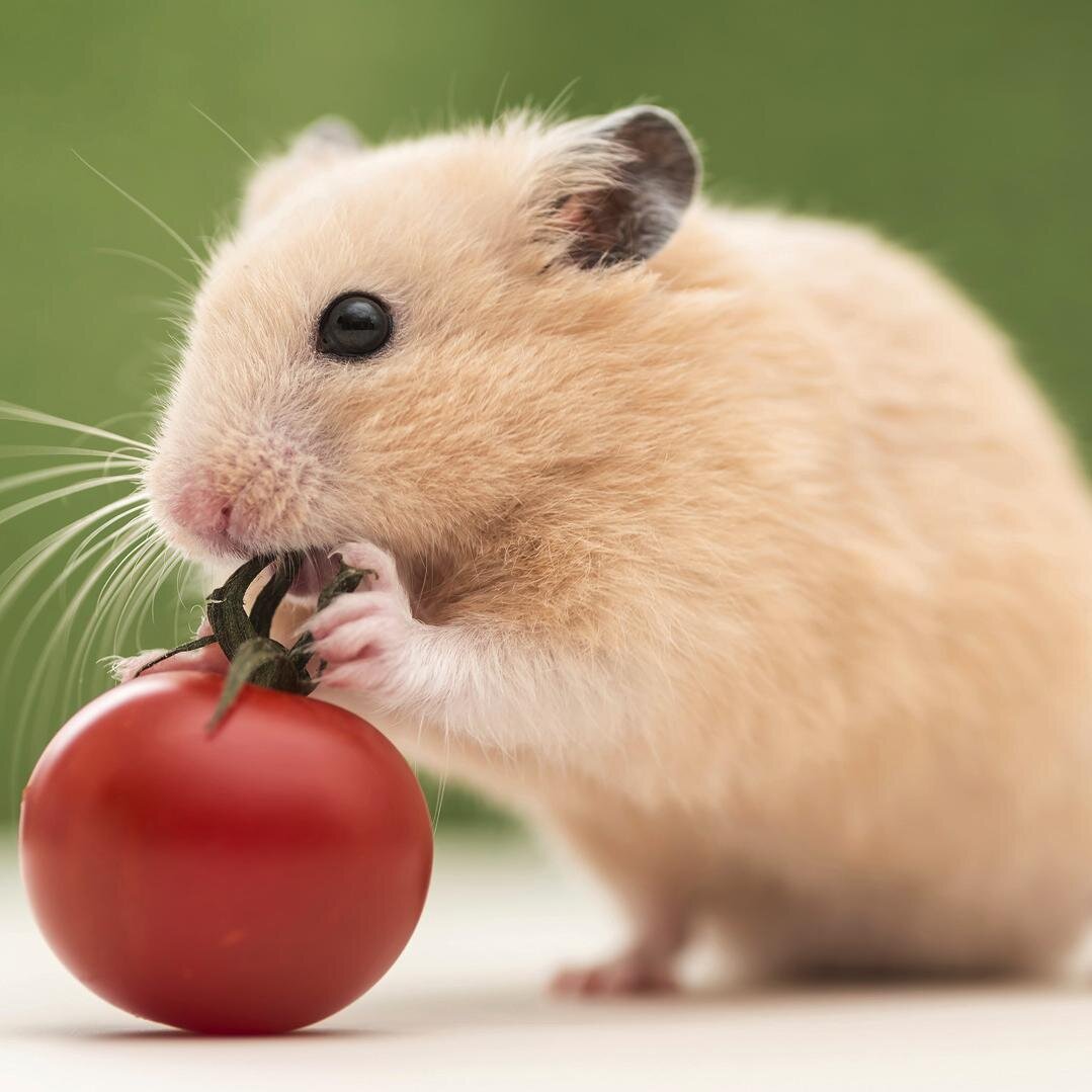 TheTinyHamster's profile picture. Skittles the Tiny Hamster