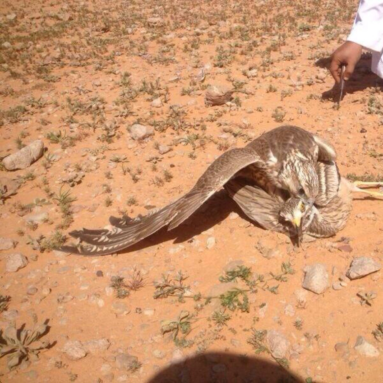 ‏الله يقرّب الوقت اللي أقول فيه
‏         -أخيراً شفتكك-.
W