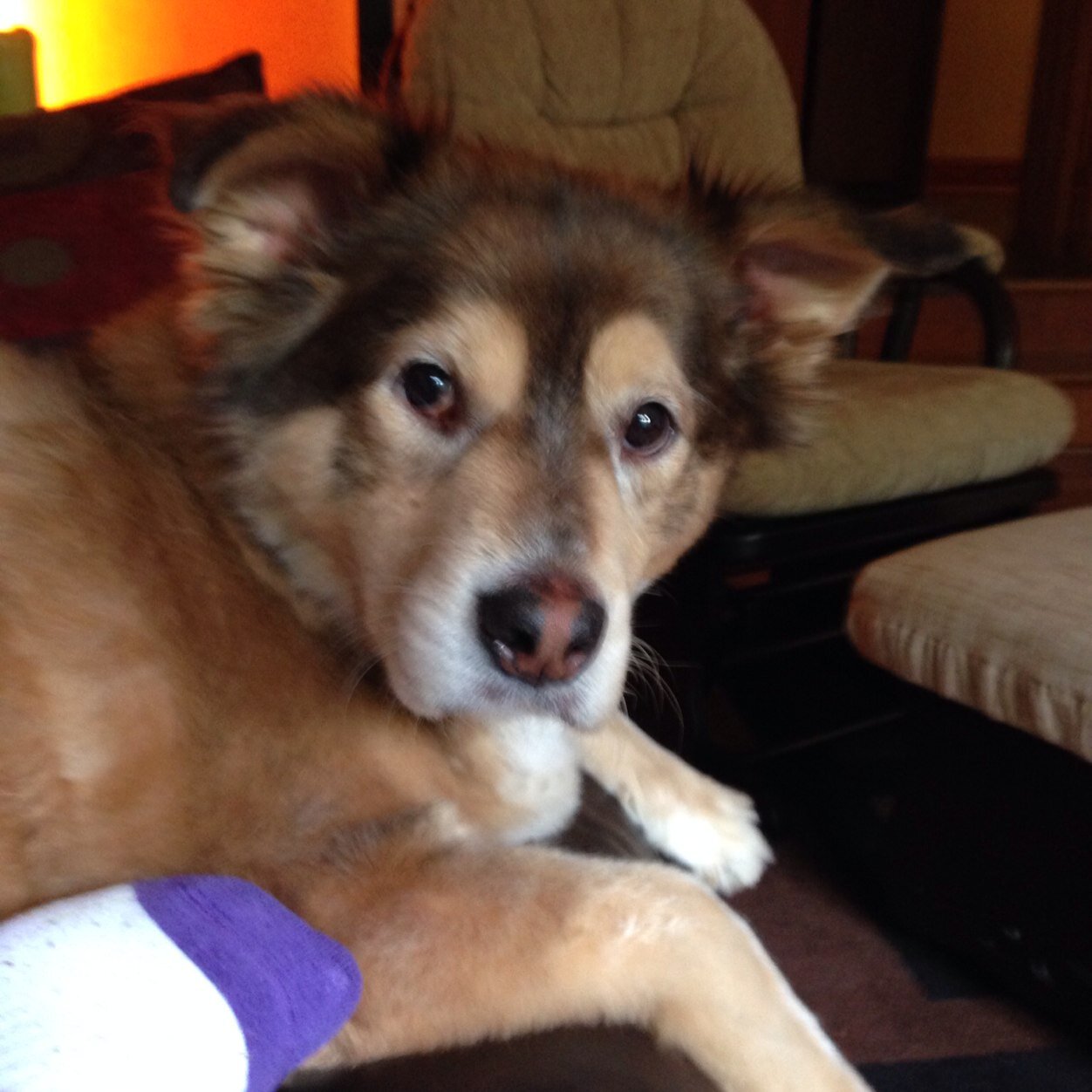 Live in Braselton, GA. An avid animal lover, & volunteer at Canine Pet Rescue in Dacula, Ga.