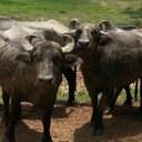 Anne Macias - @annedysmacias - Twitter