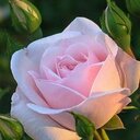 Emy (@027ed4083d66485) Twitter