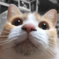 Kazoo ぱら (@kazoo_55) 's Twitter Profile