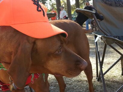 Jezebel_Trouble's profile picture. I am the most regal Vizsla huntress. Please bow before me.