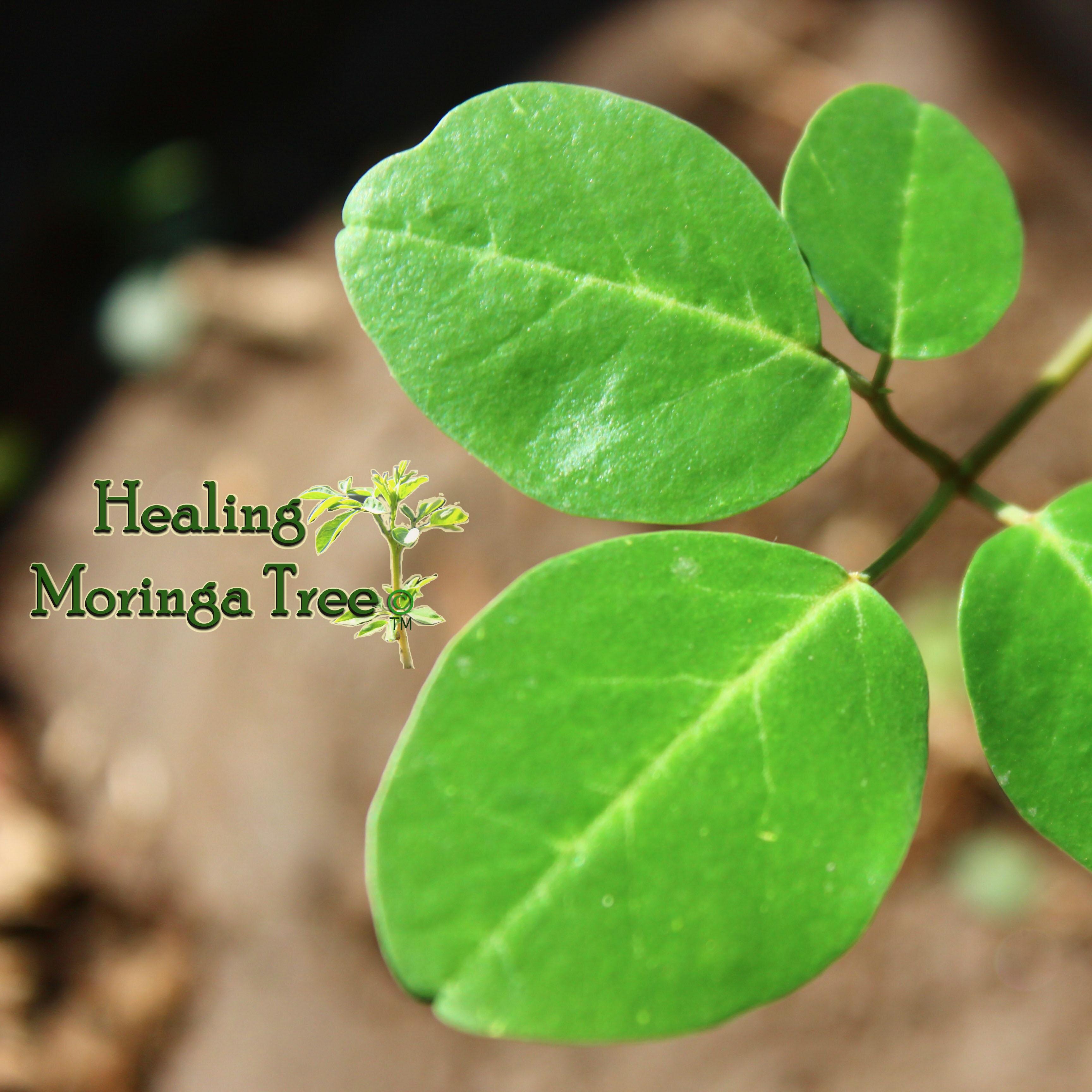 HealingMoringa's profile picture. A-Z Organic Moringa For People & Pets. Moringa Trees, Seeds and Moringa Health & Beauty Products. Along with great Education about the Miracle Tree of Life...🌿🌿