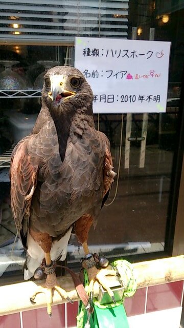 動物の展示、販売をしているcafe&barです。触れあえます(´ω`)♪予約は5名様以上の場合のみとなります。現在猛禽類7羽蛇5匹