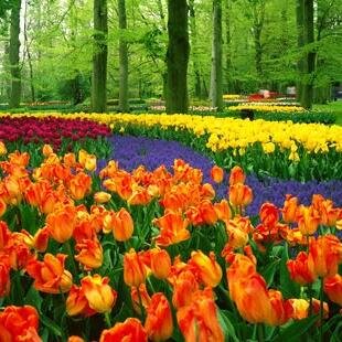 hayislees's profile picture. 