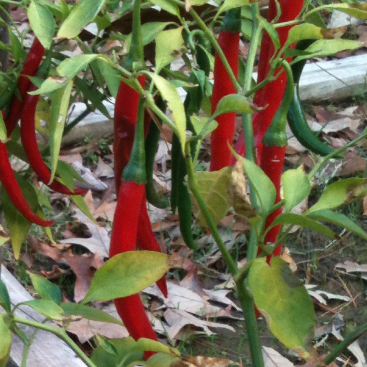 ZestyFoods_com's profile picture. Chief cook, taste tester and bottle washer. Louisiana State Champion Salsa Cook and Dadda to two little Salsa girls!
