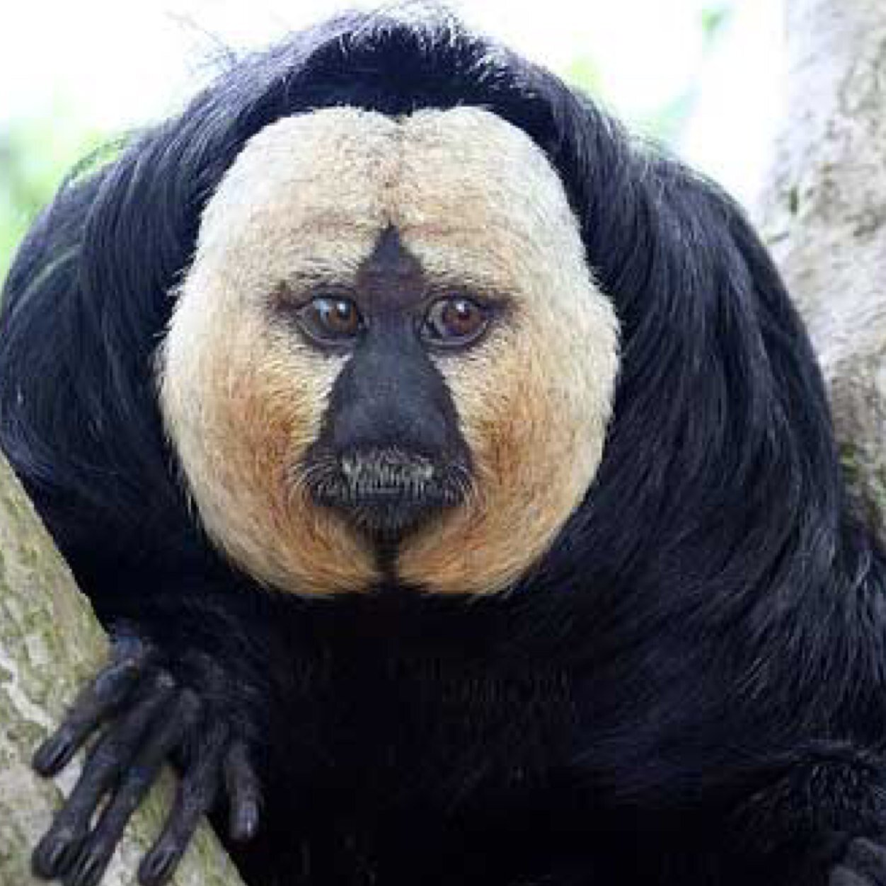 Saki Saki Saki Monkey
White-Faced Saki Monkey
Saki Saki Saki Saki
Monkey