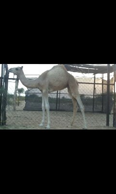 salim99148's profile picture. 