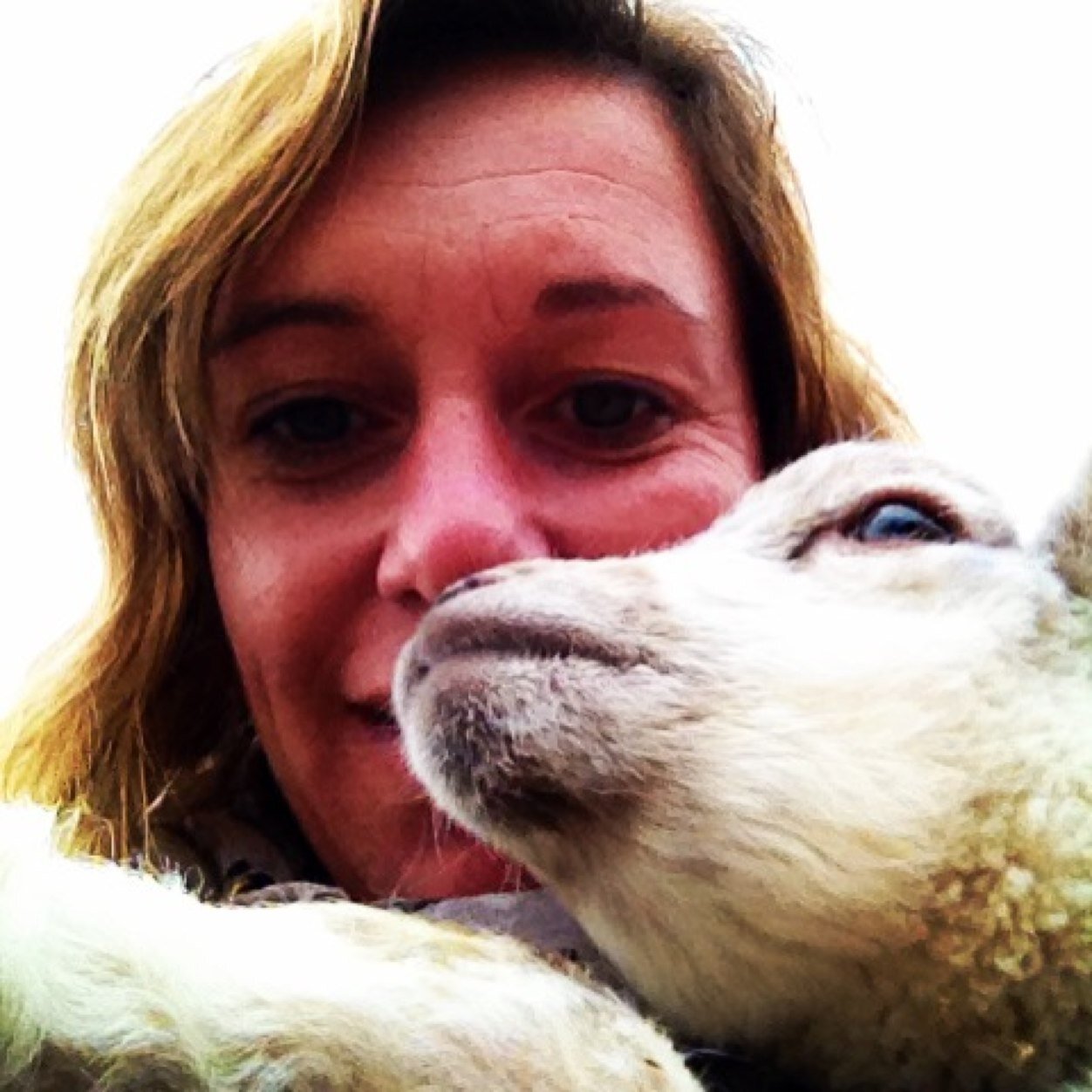 Smallholding with a small flock of Southdown Sheep. instagram: @Morrowfarm