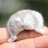 hamster_pics's profile image
