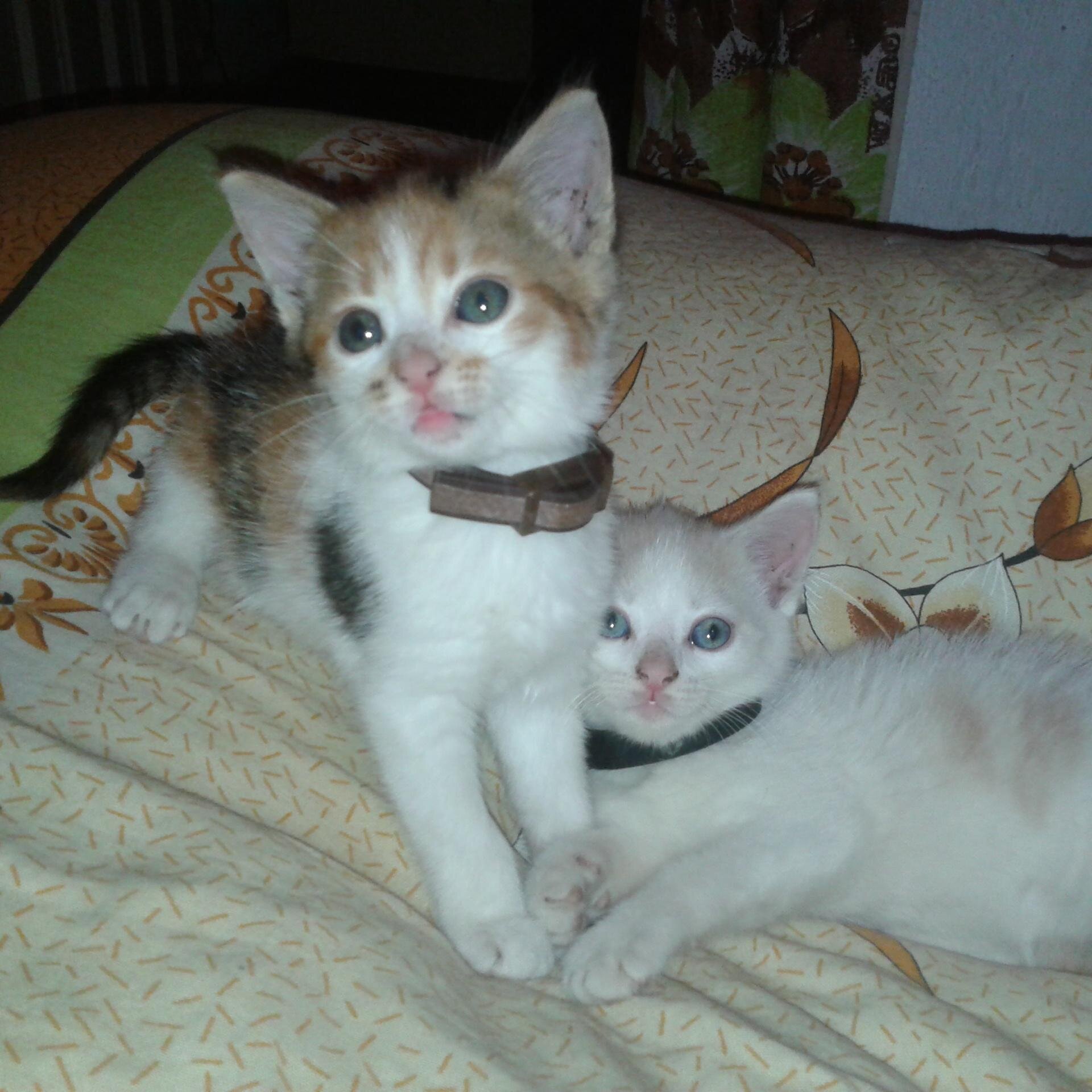 Di_Dya_Diana's profile picture. http://t.co/xUoIJYhUyo
http://t.co/hPO4MdYXuP