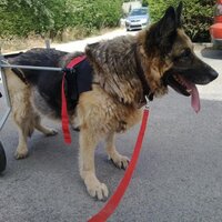 wicked dog (@animalmad08) 's Twitter Profile Photo
