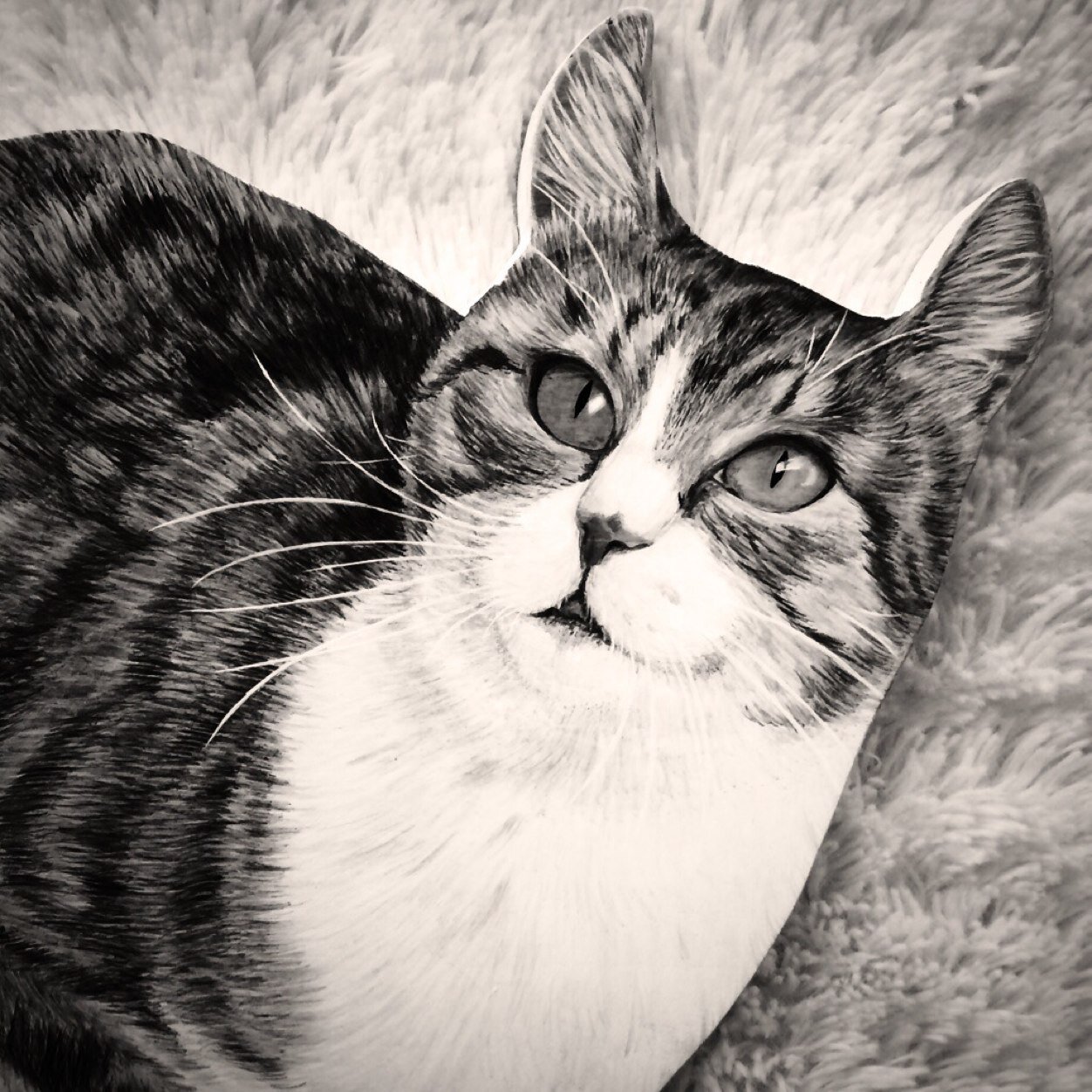 kuroe🐾🐈‍⬛さんのプロフィール画像