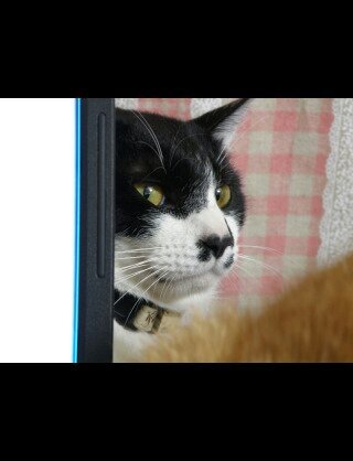 Twitterのみの絡みを望む