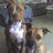 happypitbulls's profile image