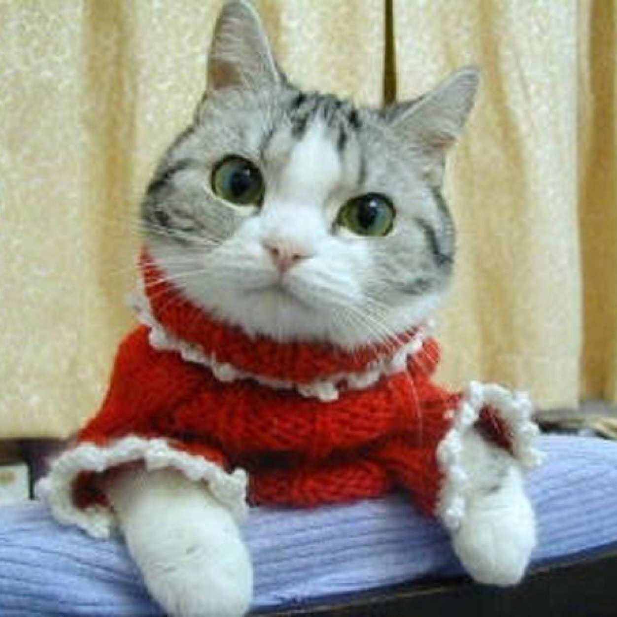 Married to KP and gonna have 30 babies! I love cats, unicorns, and twitter( but mostly cats)!!! I live in the Unicorn palace And i am better than ms labba