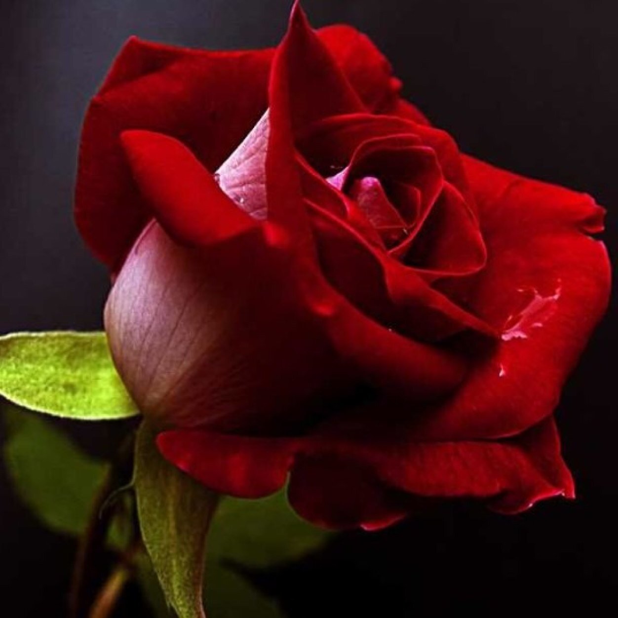 amal_661's profile picture. الفراشات لا تعرف ألوان أجنحتها ولكن أعين البشر تعرف مدى روعتها، أنت لا تعرف مدى روعتك ولكن هناك من البشر من يعرف مدى أهميتك وروعتك❤️❤️