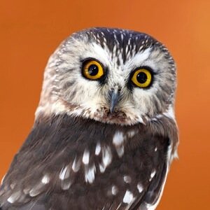 LeadWithWisdom's profile picture. Relentless seeker of the truth, philosopher, lover, businessman, leader, teacher, experimental learner, compulsive reader, meditator & eternally grateful soul.