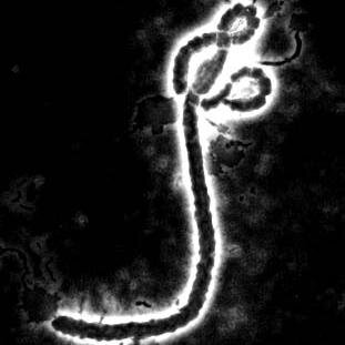 Choronzonic's profile picture. Who am I? Who do you think I am? What am I? What do you think I am?