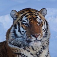 Central Crazies (@clccrazies) 's Twitter Profile Photo Central Crazies (@clccrazies) 's Twitter Profile Photo