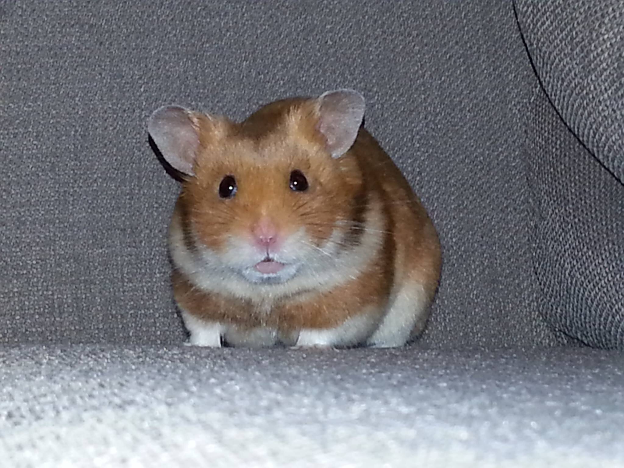Psychic Scamp is England's world cup match predicting hamster. He will predict the outcome of all of England's world cup matches!