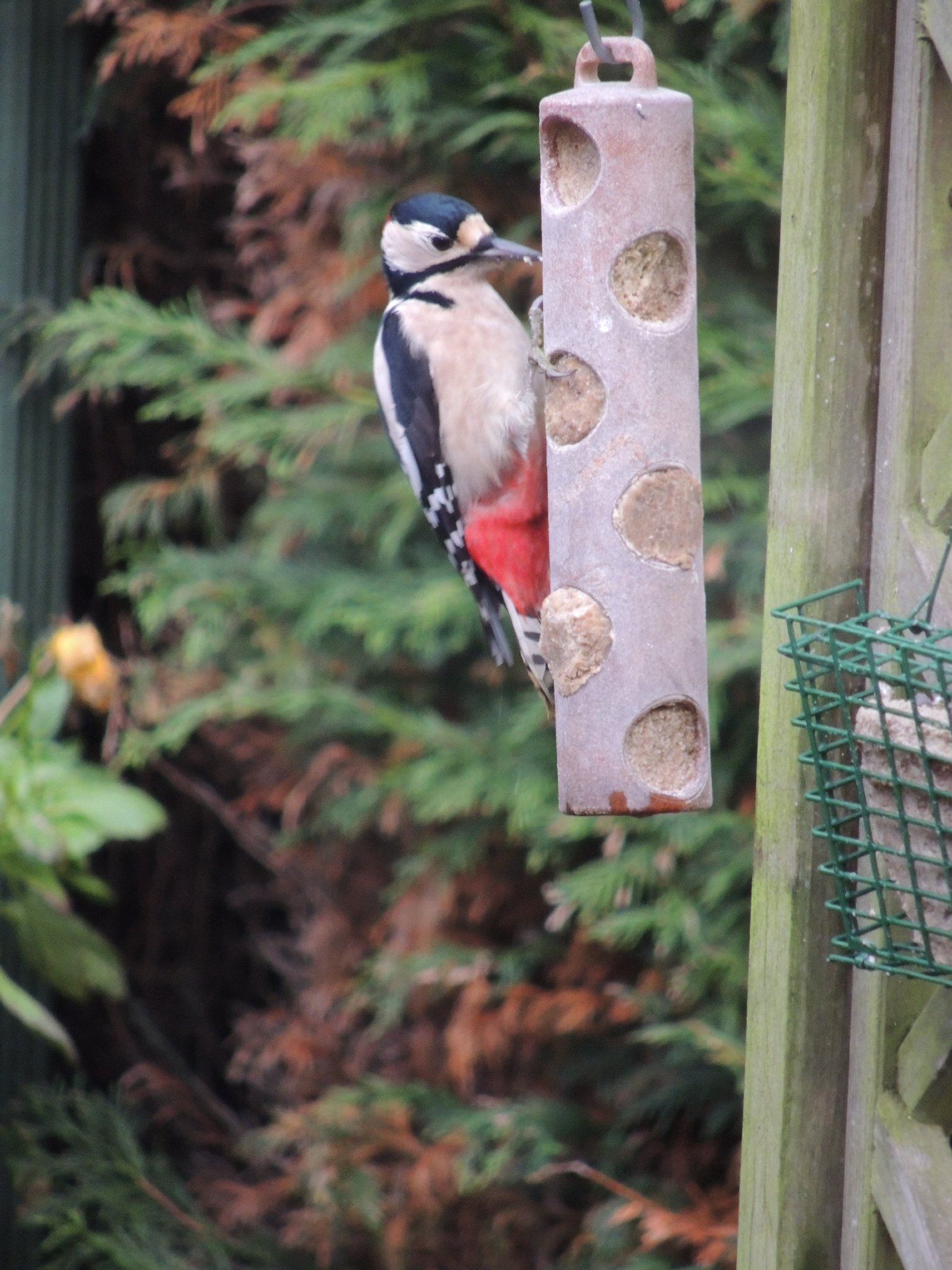 DSpeight12's profile picture. Birds, mammals, biking and fishing in the Peak District. General political grumpiness.