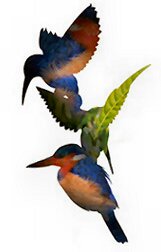 kingfisherteas's profile picture. Based in County Wexford, Kingfisher Tea imports and blends gourmet loose leaf teas. Our specialty teas are individually sourced for their high quality and excep