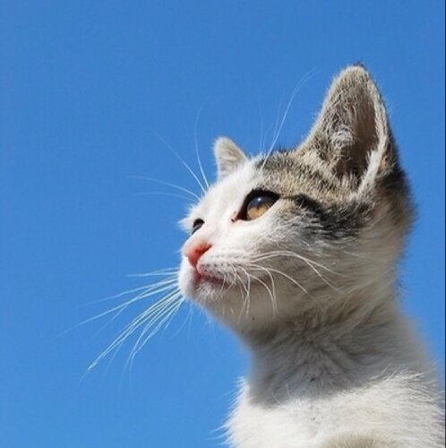 sixth_pt_stars's profile picture. 六白金星 馬ばかりが人生か 主食は1,400mと二桁人気、1万倍は達成済み、目標は10万倍 趣味はエアロ 特技は製菓と製パン weekendstars