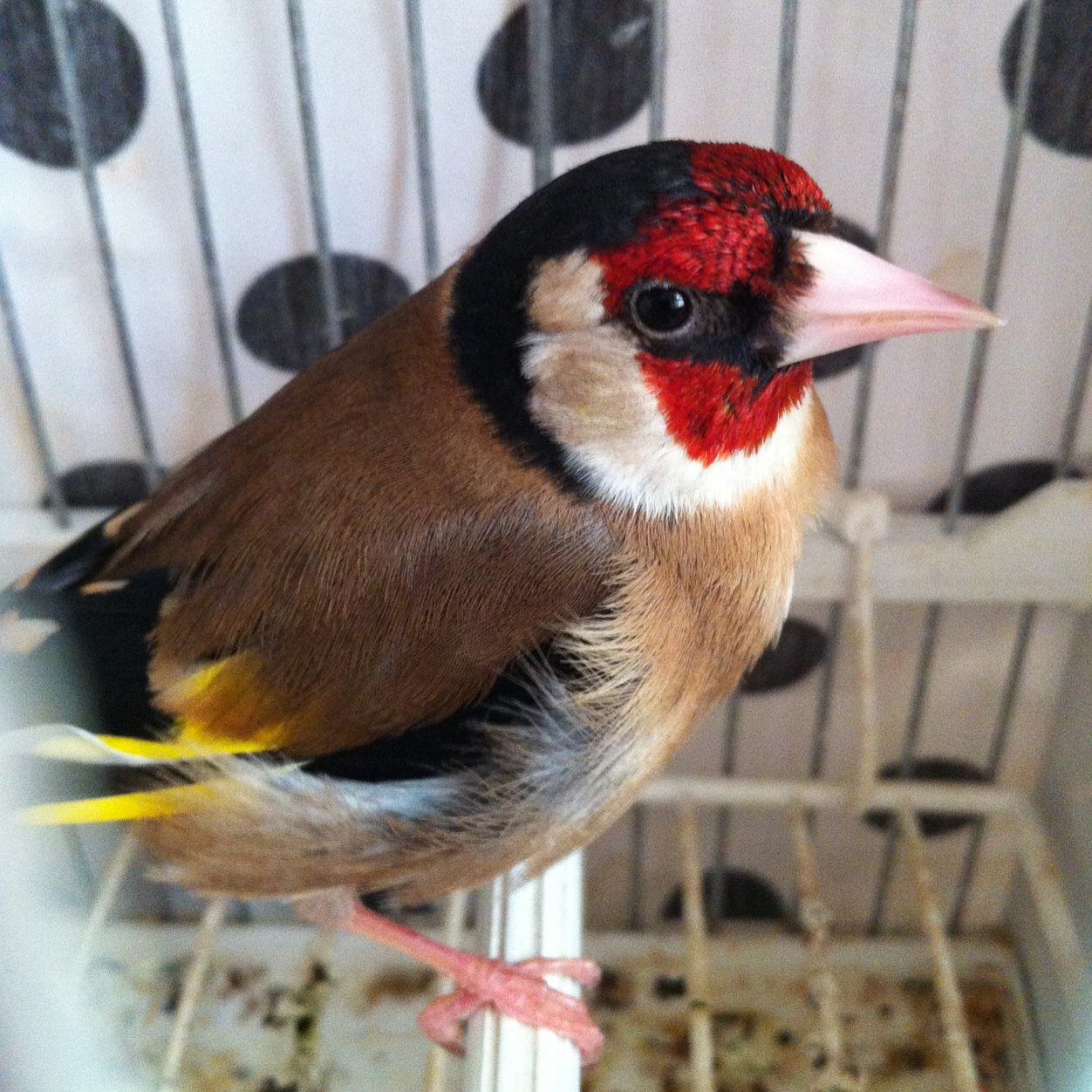 Enamorado de ser padre y de mi mujer son lo mejor que me ha pasado en la vida, aficionado a los pajaros y a su cria. (Ripollet, BCN)
