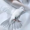 Я существовал в сонной прострации, но она была полна жизни и довольства.