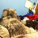 cara mcmanus - @mcmanus_cara - Twitter