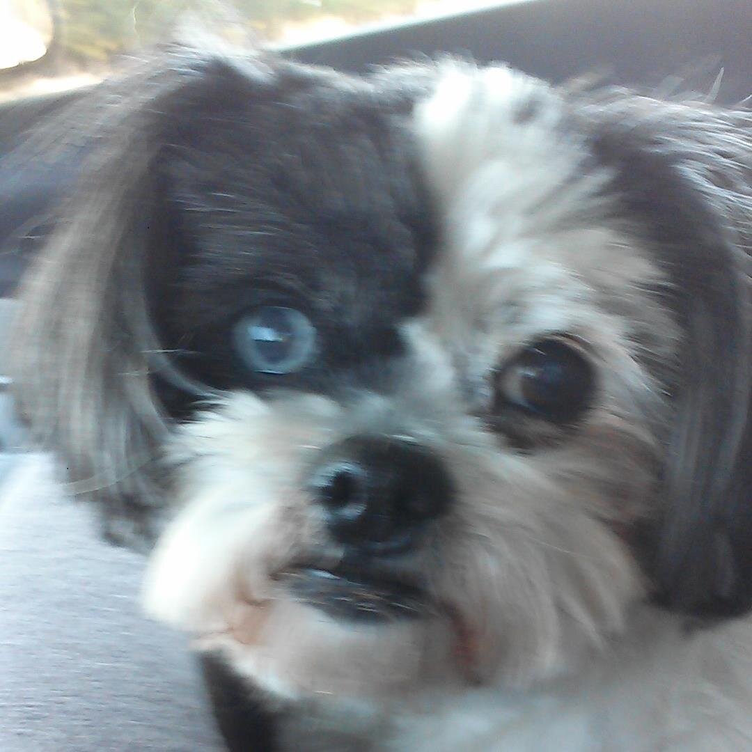 Auxi13Sheila's profile picture. America will never be defeated from outside. If we falter and lose our freedom, it will be from the inside. Abraham Lincoln. #Resistance #KeepCABlue