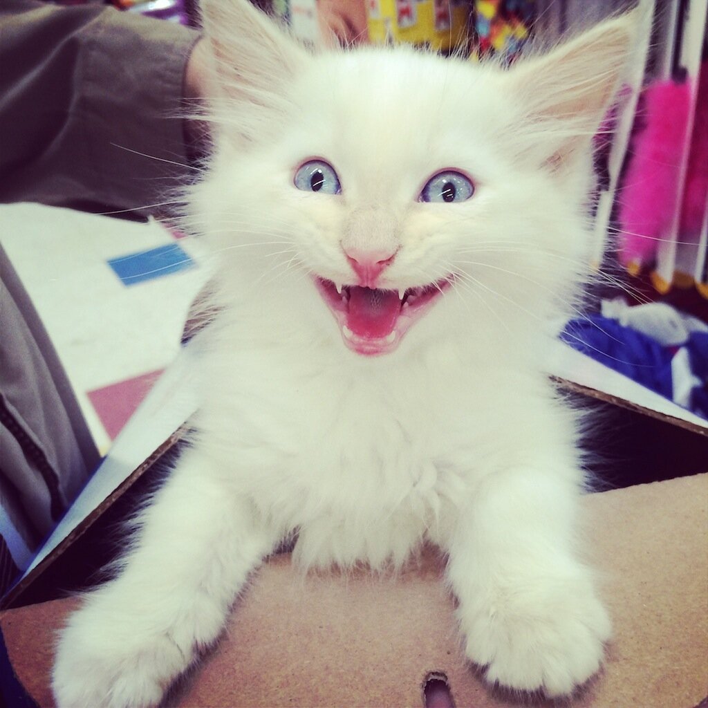 TrebleSigns's profile picture. I'm Treble not Truble