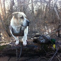 Justin Hensley (@rice_doctor) Twitter profile photo