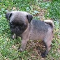 ILuvAllPugs's profile picture. A Pug Picture/Video/News Sharing Site To Show Love To All Pugs