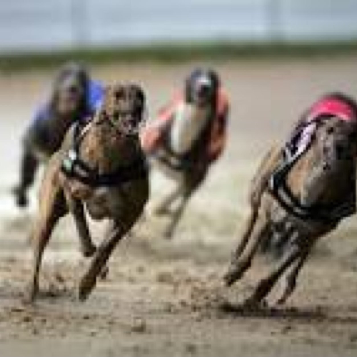 Race days every Monday  7.00 pm to 9.30 , Thursday 7pm - 9.30 m