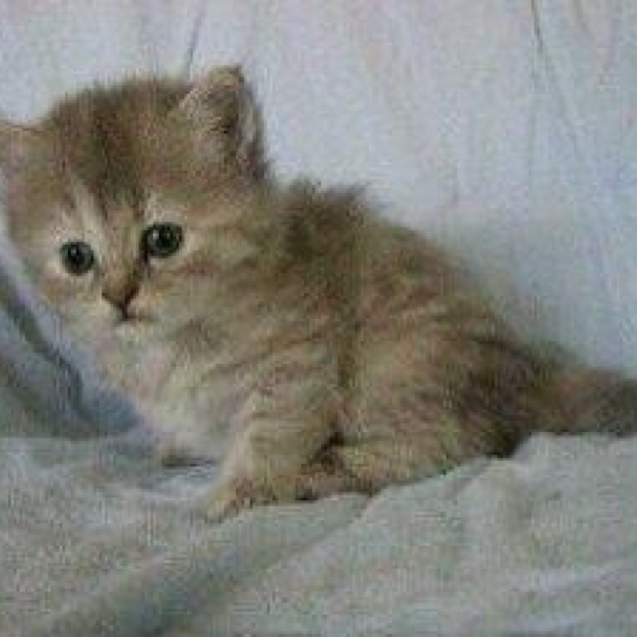 My owner is @geekgirlhere breanna