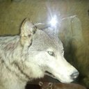 Antoinette Ryan - @859324a7d7ab48b - Twitter