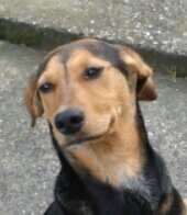 irn_sane's profile picture. it is i