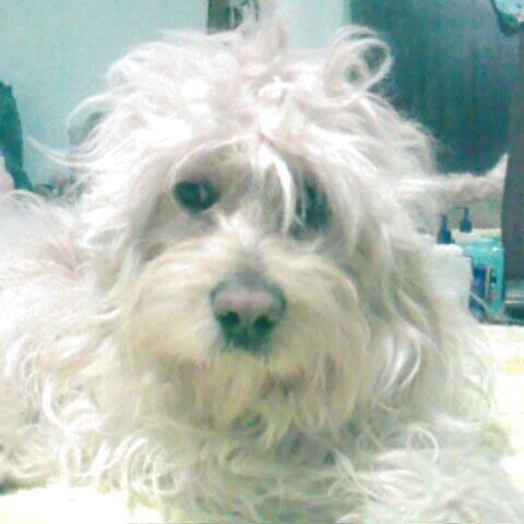 gigialopez's profile picture. 